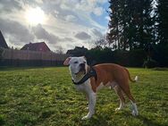 Verschmuster Amstaff-Terrier sucht ein neues Zuhause - Haßbergen