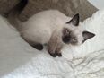 Bhk Babykatze in 41236