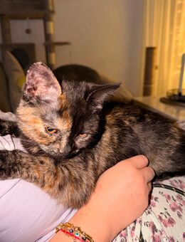 BKH Katze - Wolfsburg