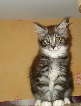 Maine coon baby kater xxl - Gerolstein