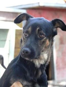 Njeri ist eine liebe + wunderbare Hündin - Karben