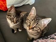 Kitten Mix in liebevolle Hände abzugeben - Tauberbischofsheim