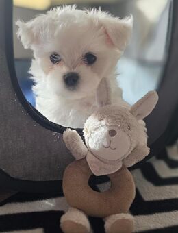 Malteser welpen - Casekow