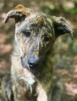 Lieber Sharo sucht ruhiges Zuhause - Bergkirchen