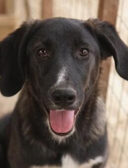 Freyja, geb. ca. 05/2023, Griechenland - Markdorf