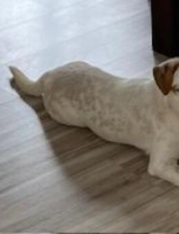 Carla in 86420 Diedorf zur Pflege - Linden (Hessen)