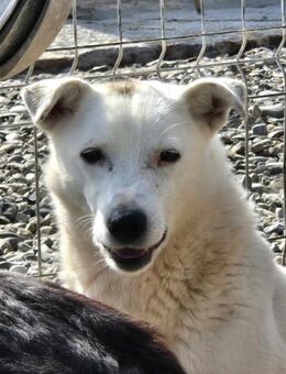 Ängstliche Coco sucht erfahrenes Zuhause - Neuberg