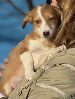 Coffee kleines welpenmädchen 4 mon. - Finning