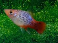 Platy Calico, rot-blau - Hohenroth