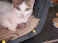 Kittenmädchen Vilma sucht ihr HappyHome - Bad Camberg