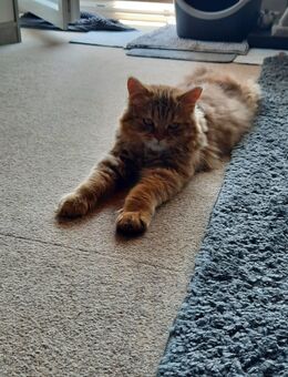 BLK Kater abzugeben - Pinneberg