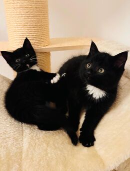 Zwei Kitten-Schwestern suchen gemeinsam ihr Für-immer-Zuhause - Marne Zentrum