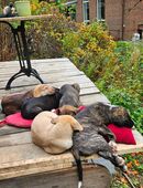 Hundewelpen aus dem Harz in 37539