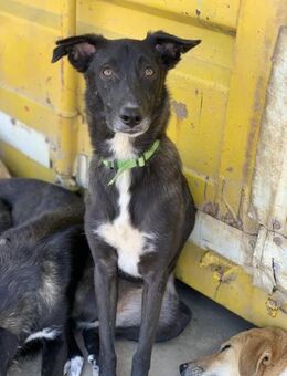 grazile Annie sucht ihr Glück - Celle