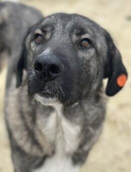 Ginfreundlicher Begleiter sucht Zuhause - Berlin