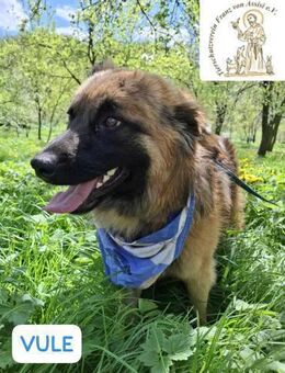 Vule - gutmütiger Wuschel - Kissing