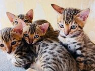 2 Bengalkitten suchen ein schönes zu Hause