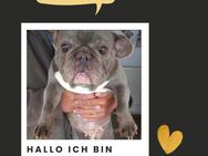 NELLY Zauberhafte Hündin sucht euch - Neustadt (Rübenberge)