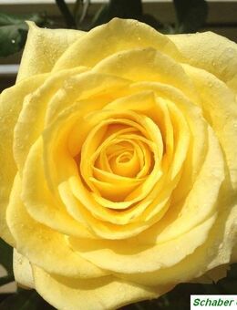 Schöne, helle 4-Raumwohnung in Jeßnitz - Raguhn-Jeßnitz