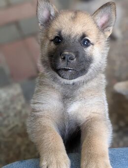 Rarität mit Herz: Shiba Inu x Norwegischer Elchhund – liebevoll aufgezogene Familienwelpen suchen Zuhause - Plettenberg