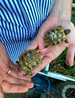 Noch 5 griechische Landschildkröten NZ 2024 suchen ein liebevolles Zuhause! - Oberhausen