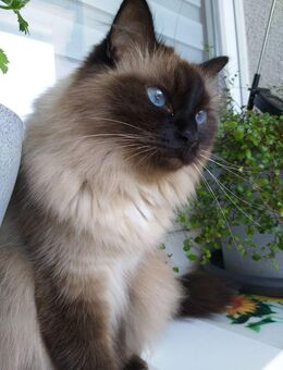 8-jährige Heilige Birma - Perser Katze abzugeben - Magdeburg