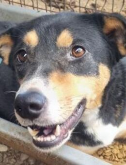 Knospe-sensible Hündin 5 Jahre 56cm - Rösrath