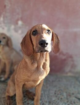 Scoobydoo ist ein freundlicher Kerl - Wöllstadt