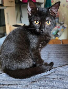 Kitten - Groß Gerau