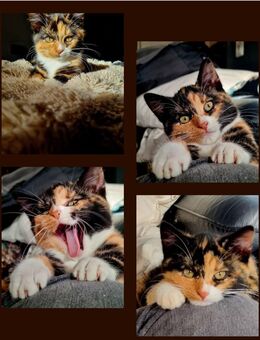 Maine Coon Mix Kitten - Übach-Palenberg