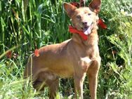 Toller Podenco Evel sucht Traumzuhause - Berlin