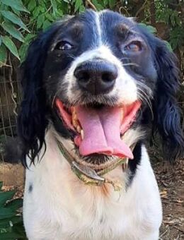 Frohnatur Renata sucht ihren Menschen - Sehnde