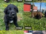 Zuhause gesucht - Amt Wachsenburg