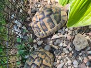 LANDSCHILDKRÖTEN mit Cites - Fahrenzhausen