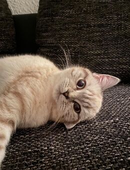 Coco sucht ein Zuhause - Delmenhorst