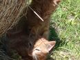 Kitten aus Glückskatze und Maincoon in 28865