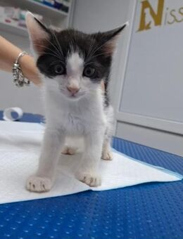 Binx Verspieltes Kitten sucht Zuhause - Unterföhring
