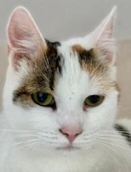 BATIDA-wunderschöne Tricolor-Katze - Rösrath