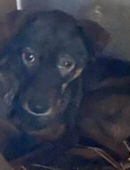 Aika wäre gerne unsichtbar 🐾 - Elsdorf (Nordrhein-Westfalen)