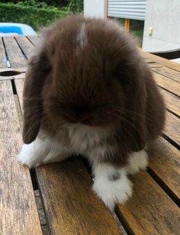 Mini Lop Baby in Choc Mantle sucht - Oberhausen