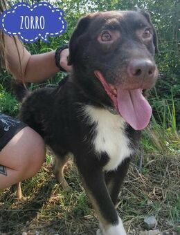 Zorro ein lieber Bub - Mannheim