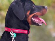 Rottweiler Lady - Falkensee