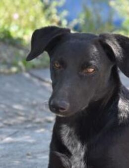 Pantera und Geschwister Mr - Ludwigshafen (Rhein)