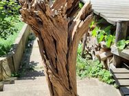 Holzskulptur / verwitterter Olivenstamm / Schwemmholz - Einbeck