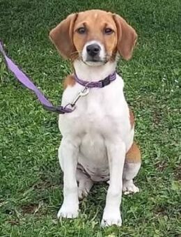 Ariel 🥰 eine freundliche Maus - Winsen (Aller)