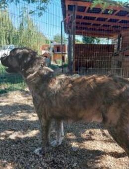 Peti - geb. 09/2021 - Remagen