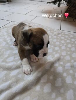 Boxer Welpen - Hasbergen