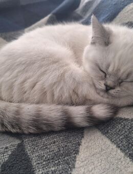 Bkh Kätzchen babykatzen Kittys - Nürnberg