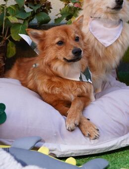 🧡 Leo 10 Monate junger Kleinspitz - Kassel