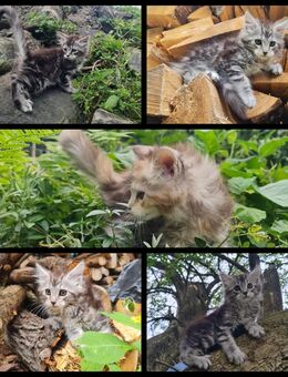 Maine Coon Kitten suchen Herzensplätze - Kiefersfelden